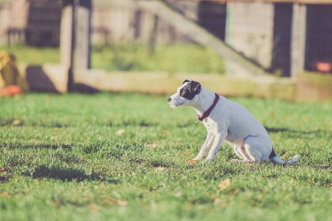 The Advantages of a Wireless Dog Fence System