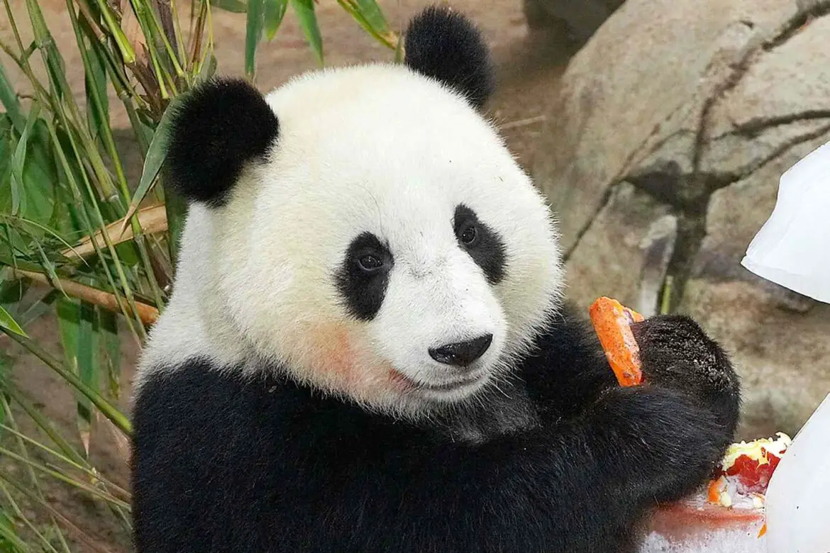 Pair of Giant Pandas Arrive Safely at San Diego Zoo ArticlePure