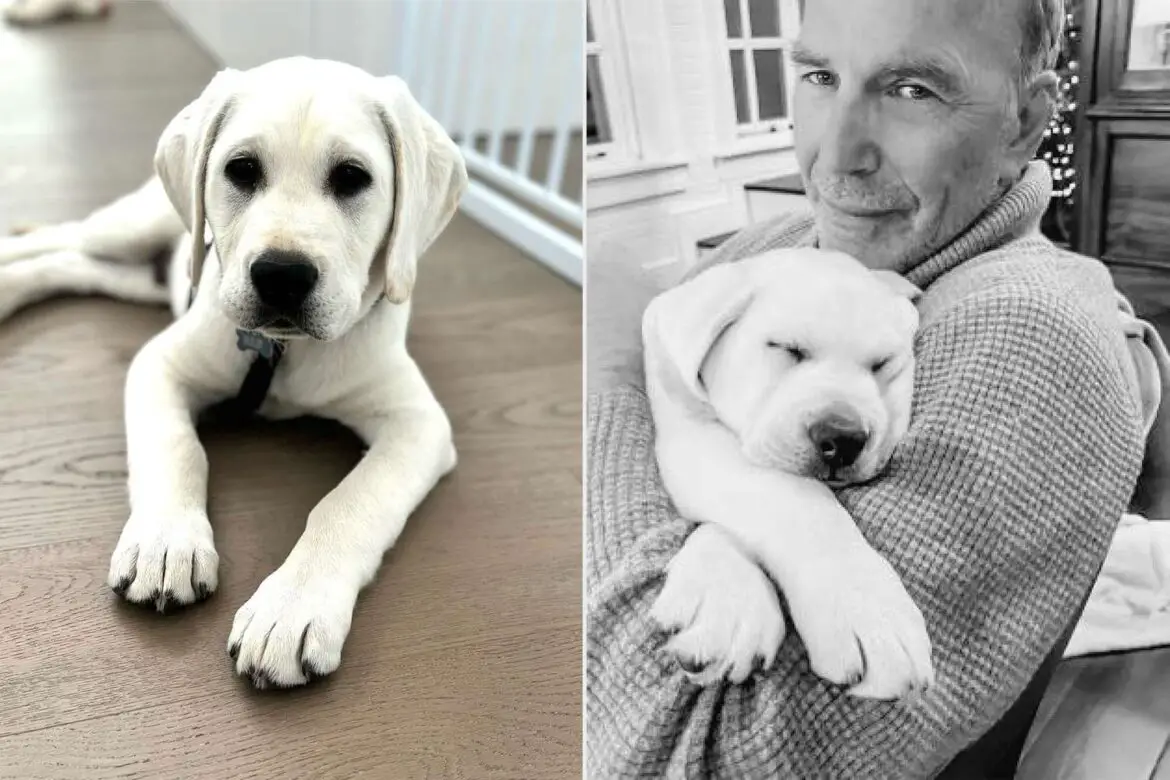 Kevin Costner Says His Puppy Bobby Shares This Trait with Him (Exclusive) ArticlePure