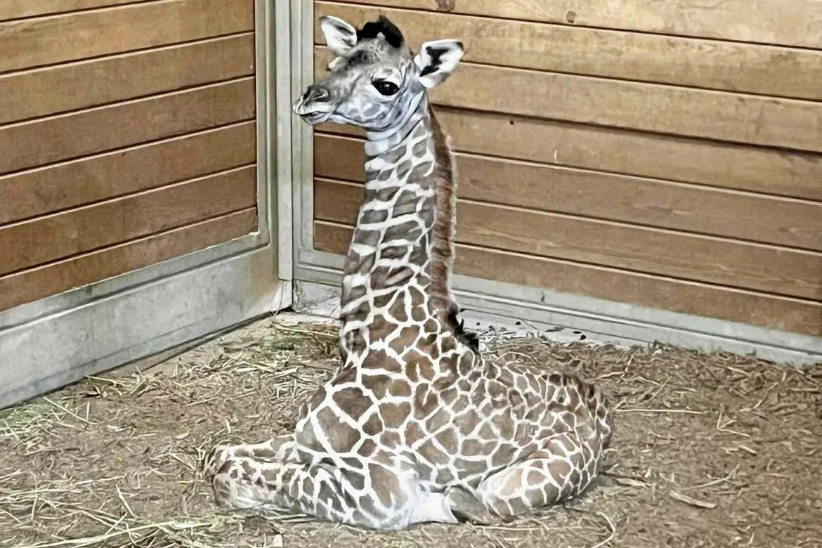 Baby Giraffe Born at Kansas City Zoo ‘Stands 5 Feet’ Tall: Photo ArticlePure