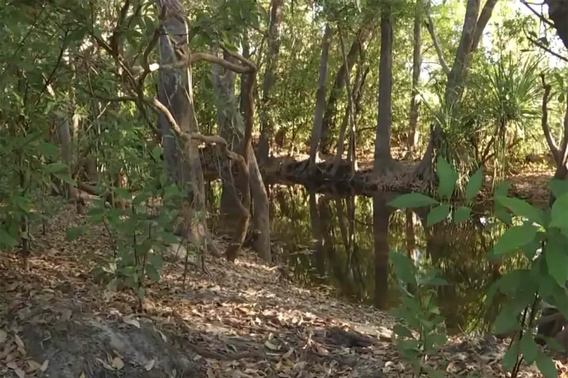 Remains Found amid Search for 12-Year-Old Girl After Crocodile Attack ArticlePure