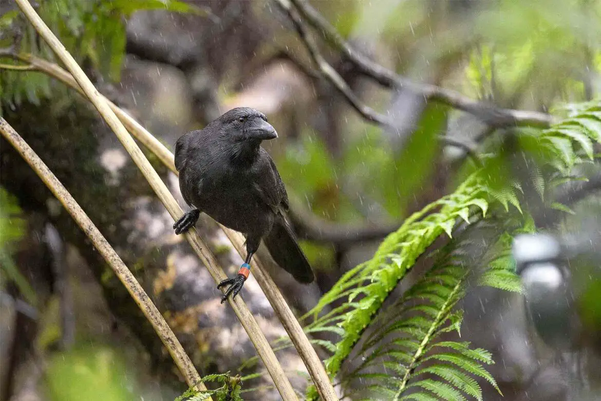 5 Hawaiian Crows Released After Being Declared Extinct in the Wild ArticlePure