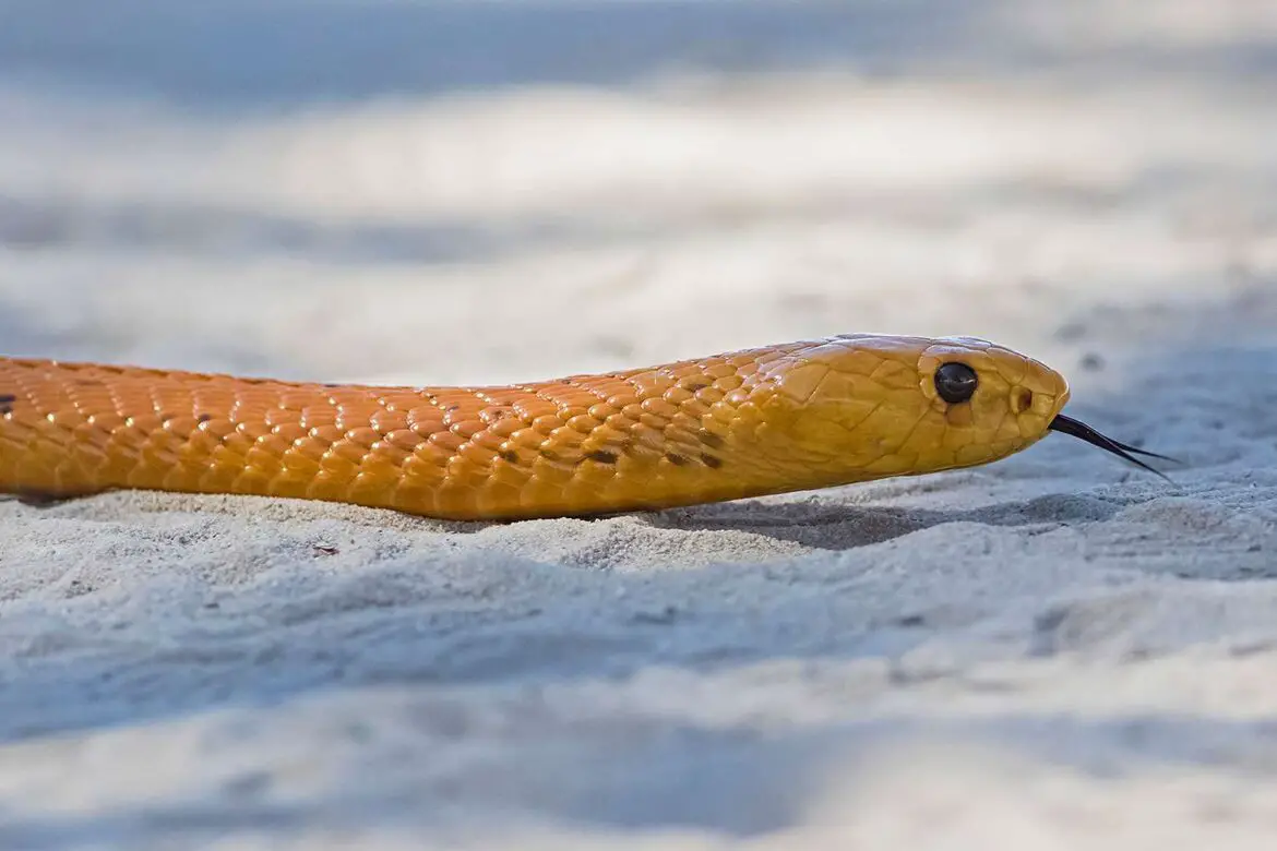 One of the World’s Most Dangerous Snakes Is Found Under a Bedroom Pillow ArticlePure