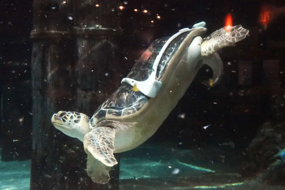 Sea Turtle with ‘Bubble Butt Syndrome’ Given Harness to Help with Swimming ArticlePure