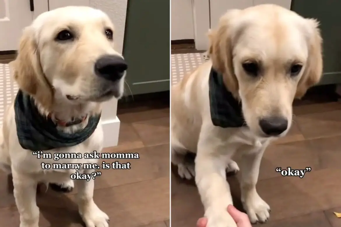 Man Asks Girlfriend’s Puppy for Permission to Propose — His Reaction Goes Viral (Exclusive) ArticlePure