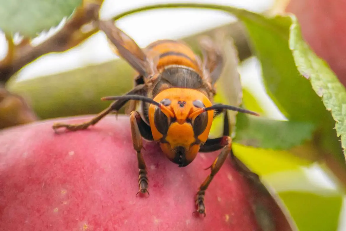 Murder Hornets Eradicated in U.S. 5 Years After First Spotted in Washington ArticlePure